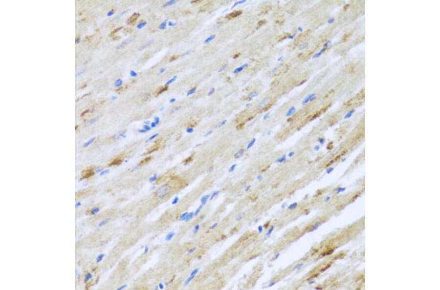 Immunohistochemistry - Anti-Striatin Antibody (A15861) - Antibodies.com