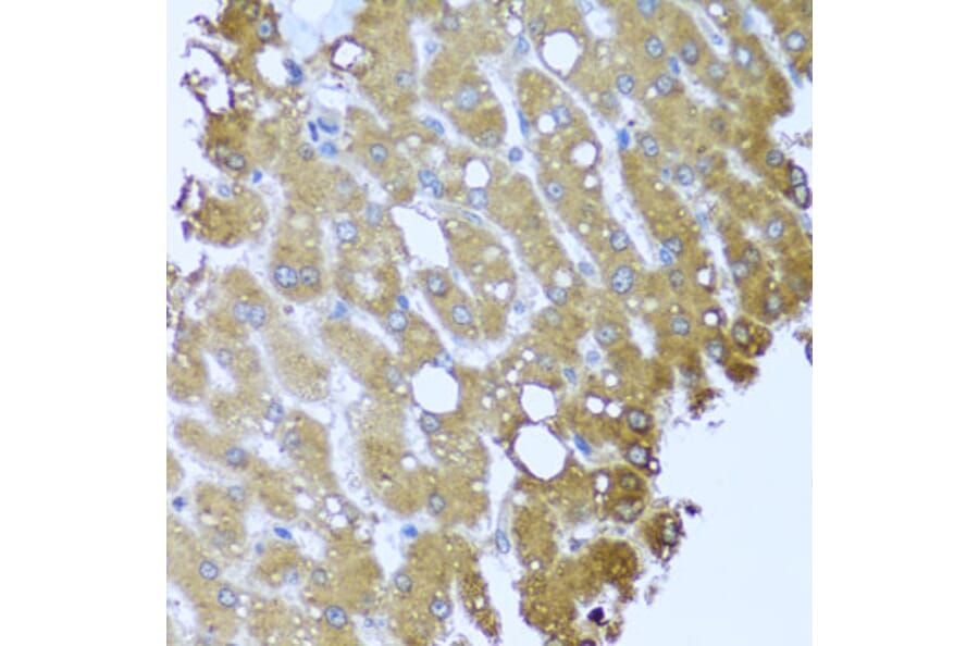 Immunohistochemistry - Anti-Striatin Antibody (A15861) - Antibodies.com