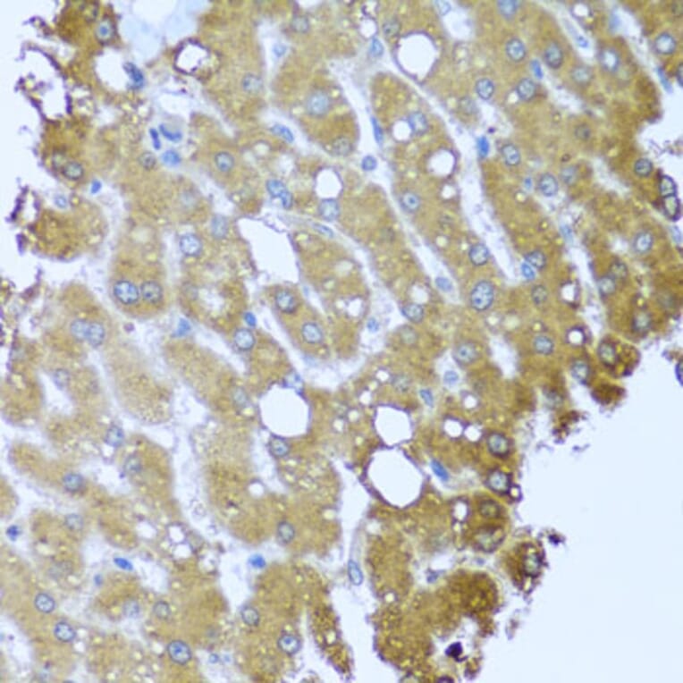 Immunohistochemistry - Anti-Striatin Antibody (A15861) - Antibodies.com