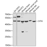 Western Blot - Anti-Synaptotagmin Antibody (A15863) - Antibodies.com