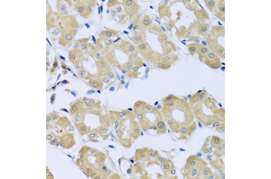 Immunohistochemistry - Anti-Synaptotagmin Antibody (A15863) - Antibodies.com