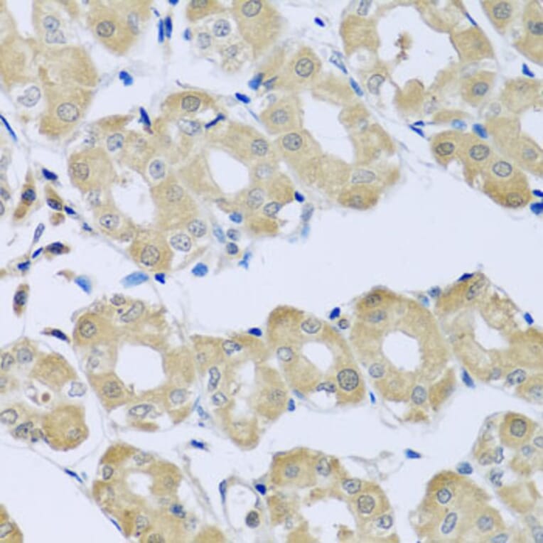 Immunohistochemistry - Anti-Synaptotagmin Antibody (A15863) - Antibodies.com
