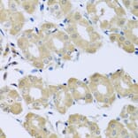 Immunohistochemistry - Anti-Synaptotagmin Antibody (A15863) - Antibodies.com