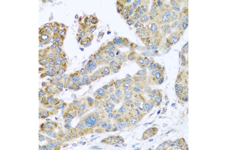 Immunohistochemistry - Anti-Synaptotagmin Antibody (A15863) - Antibodies.com