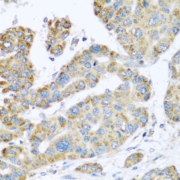 Immunohistochemistry - Anti-Synaptotagmin Antibody (A15863) - Antibodies.com