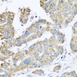 Immunohistochemistry - Anti-Synaptotagmin Antibody (A15863) - Antibodies.com