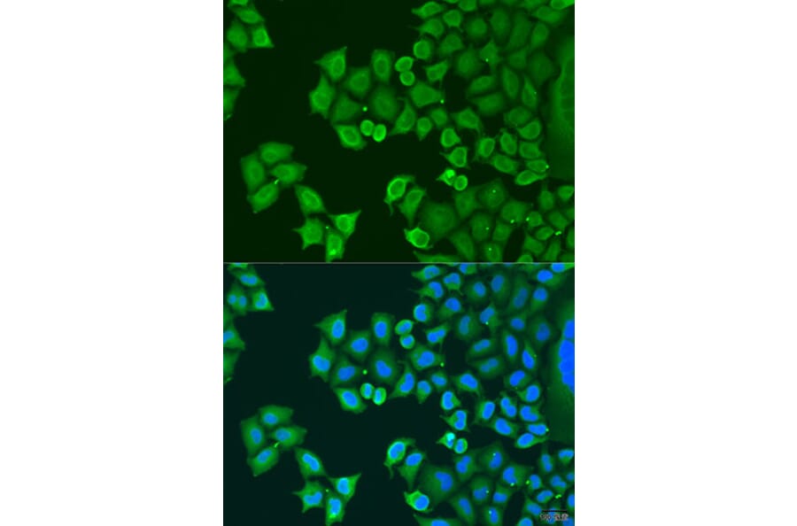 Immunofluorescence - Anti-Synaptotagmin Antibody (A15863) - Antibodies.com