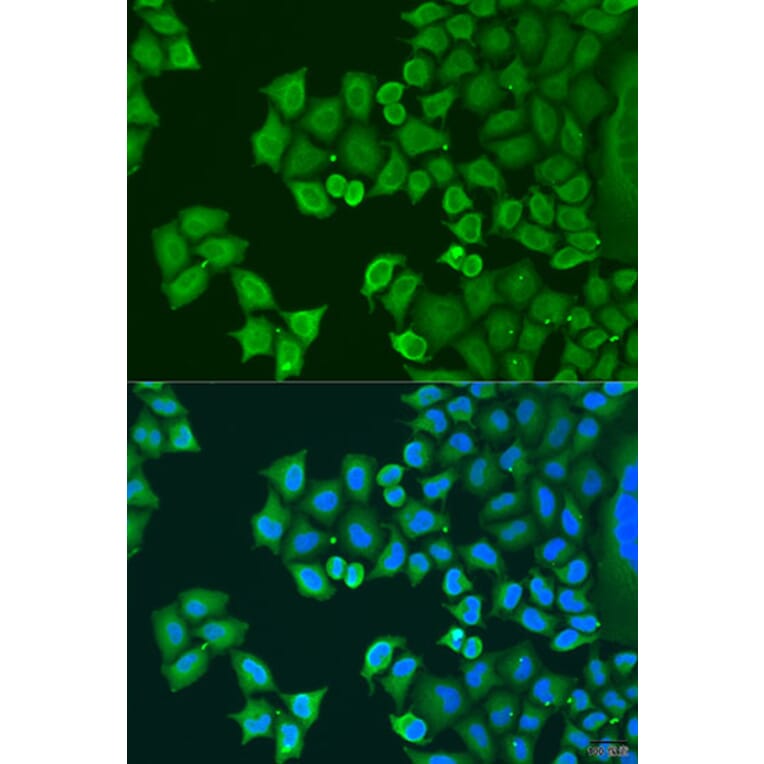Immunofluorescence - Anti-Synaptotagmin Antibody (A15863) - Antibodies.com