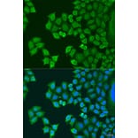 Immunofluorescence - Anti-Synaptotagmin Antibody (A15863) - Antibodies.com