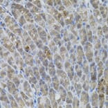 Immunohistochemistry - Anti-Rad6 Antibody (A15867) - Antibodies.com