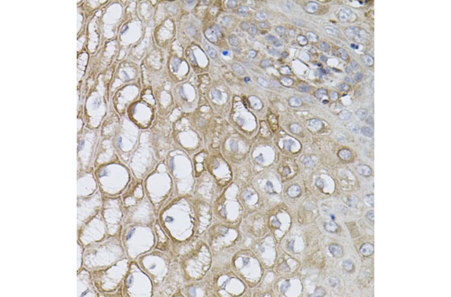 Immunohistochemistry - Anti-Rad6 Antibody (A15867) - Antibodies.com