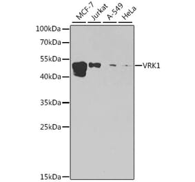 Western Blot - Anti-VRK1 Antibody (A15868) - Antibodies.com