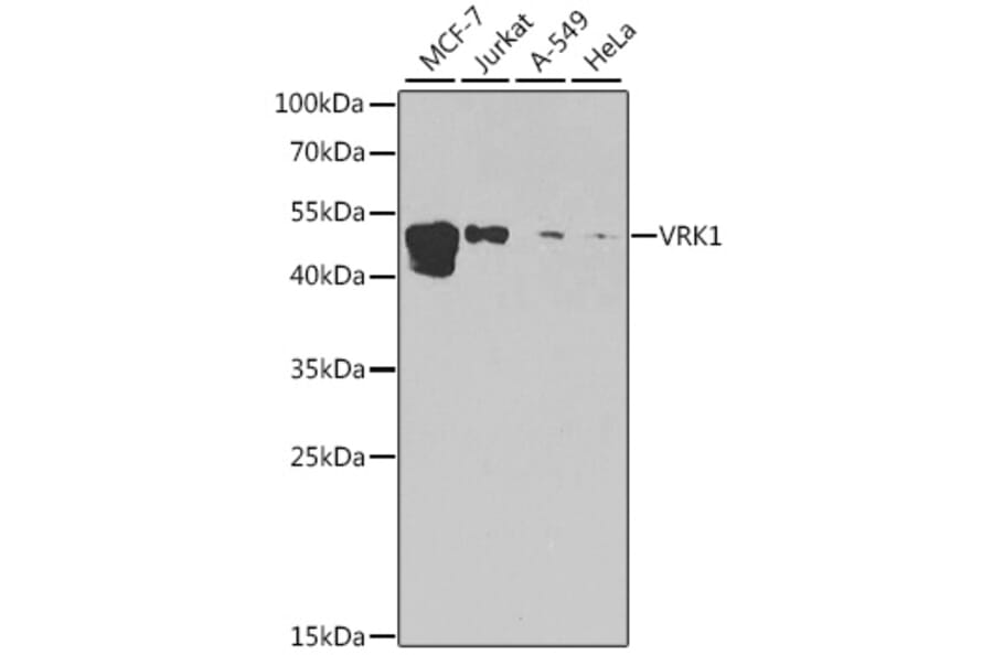 Western Blot - Anti-VRK1 Antibody (A15868) - Antibodies.com