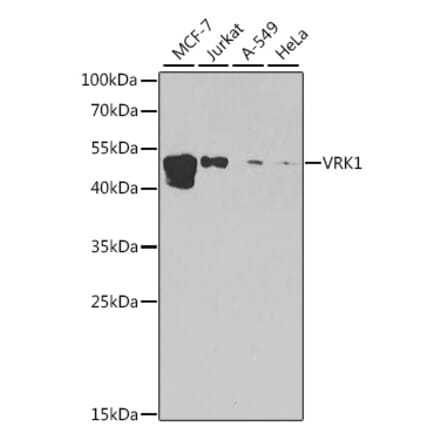 Western Blot - Anti-VRK1 Antibody (A15868) - Antibodies.com