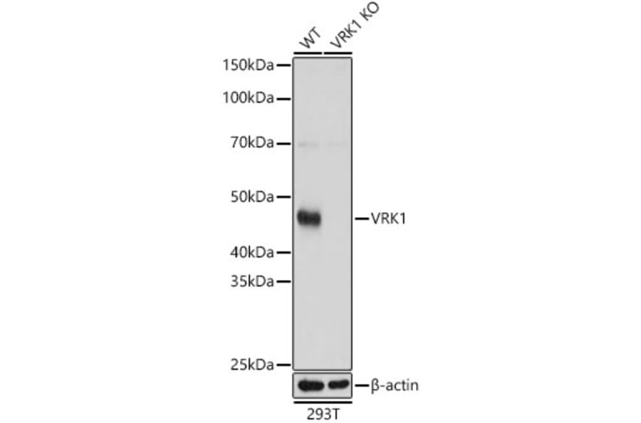 Western Blot - Anti-VRK1 Antibody (A15868) - Antibodies.com