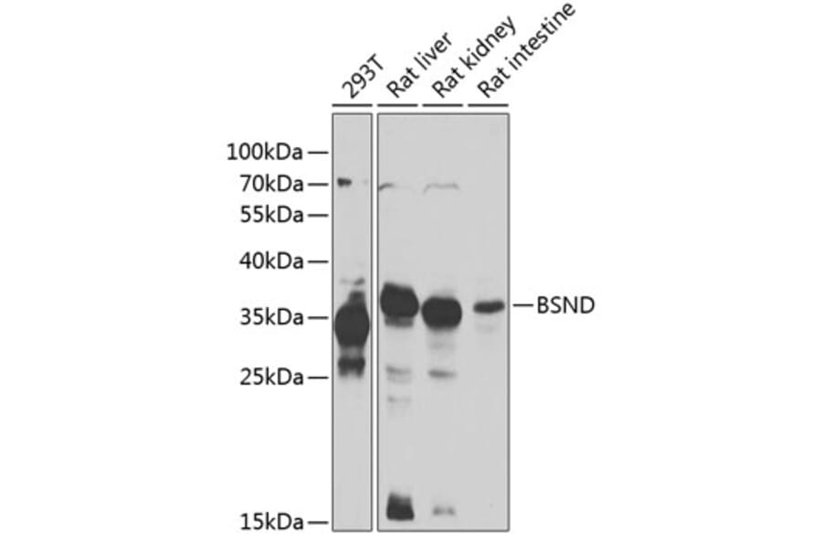 Western Blot - Anti-BSND Antibody (A15869) - Antibodies.com