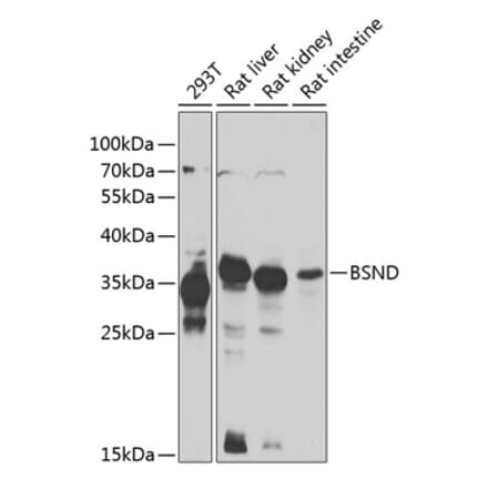 Western Blot - Anti-BSND Antibody (A15869) - Antibodies.com