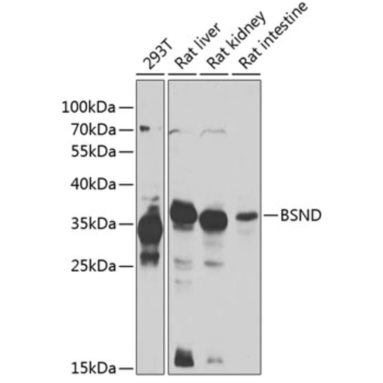 Western Blot - Anti-BSND Antibody (A15869) - Antibodies.com