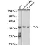 Western Blot - Anti-Nck-2 Antibody (A15872) - Antibodies.com
