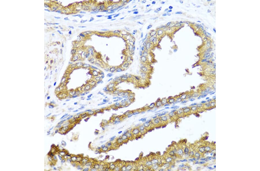 Immunohistochemistry - Anti-Nck-2 Antibody (A15872) - Antibodies.com