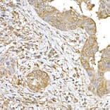 Immunohistochemistry - Anti-SOCS1 Antibody (A15873) - Antibodies.com