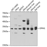 Western Blot - Anti-DPM1 Antibody (A15875) - Antibodies.com