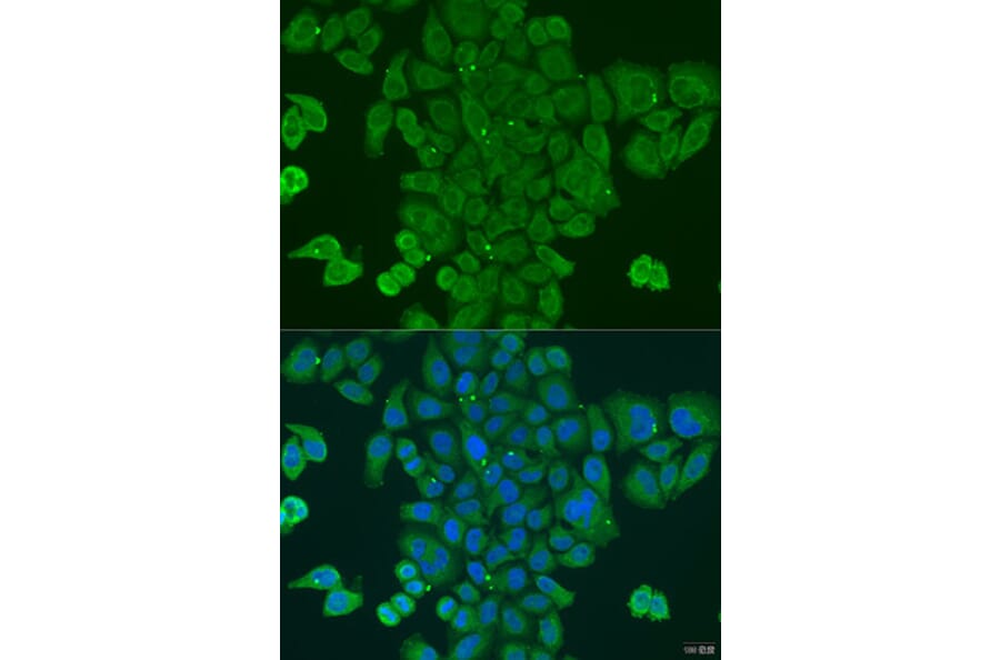 Immunofluorescence - Anti-DPM1 Antibody (A15875) - Antibodies.com