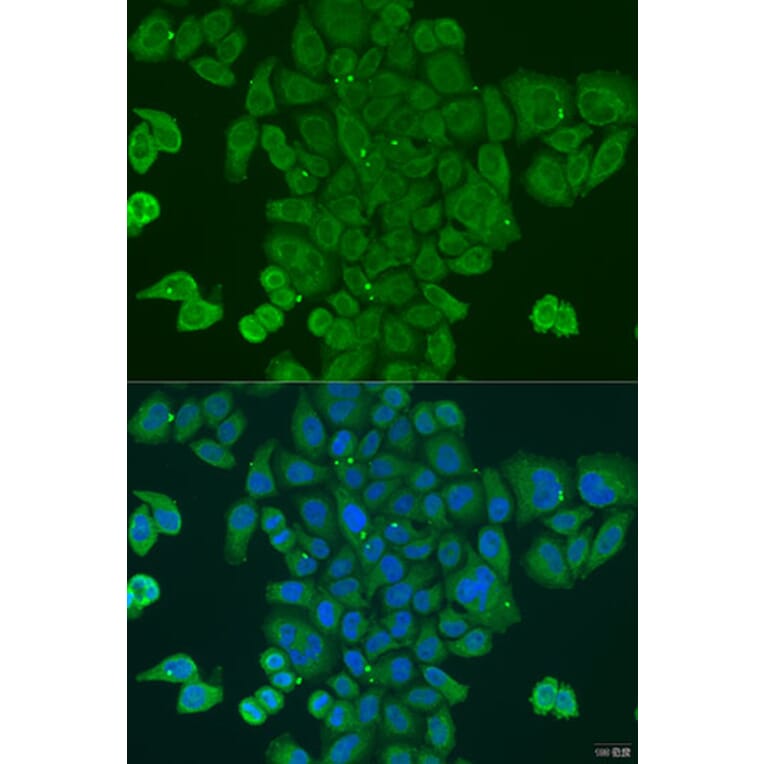 Immunofluorescence - Anti-DPM1 Antibody (A15875) - Antibodies.com