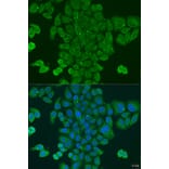 Immunofluorescence - Anti-DPM1 Antibody (A15875) - Antibodies.com