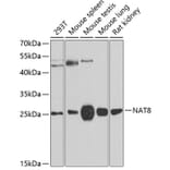 Western Blot - Anti-NAT8 Antibody (A15877) - Antibodies.com