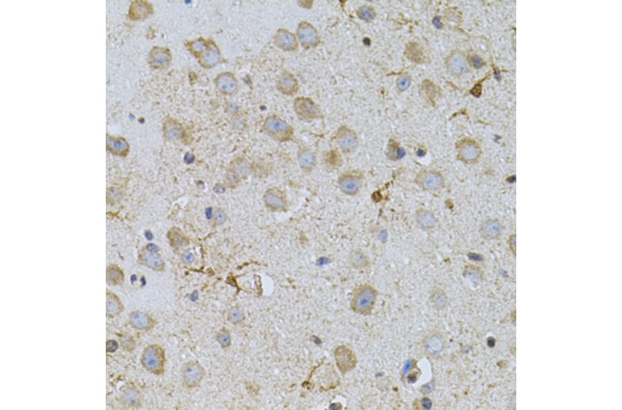 Immunohistochemistry - Anti-NAT8 Antibody (A15877) - Antibodies.com