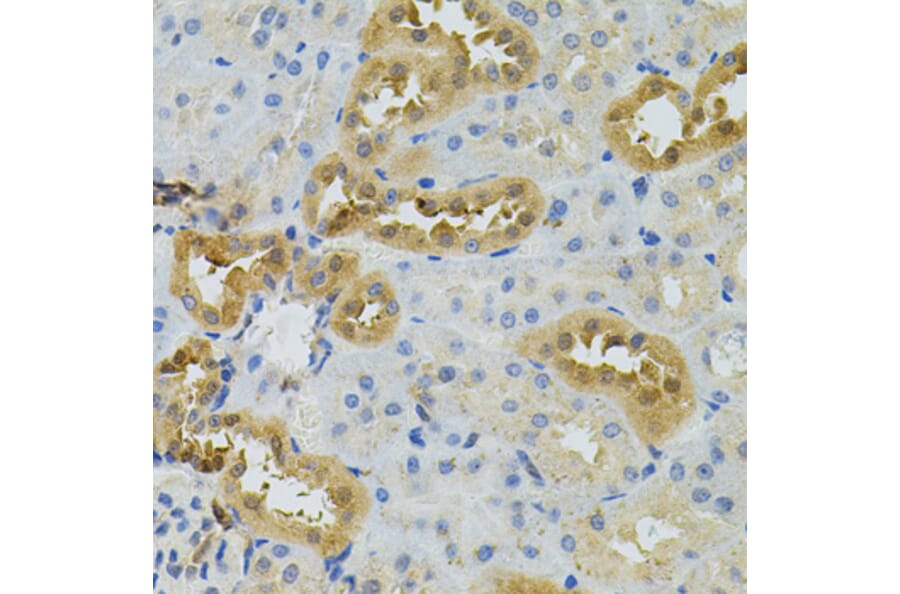 Immunohistochemistry - Anti-NAT8 Antibody (A15877) - Antibodies.com