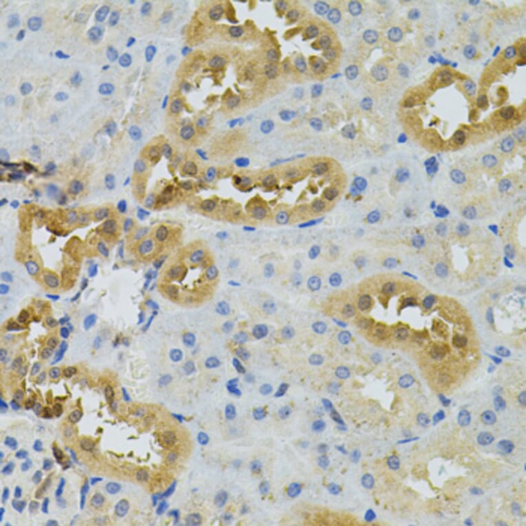 Immunohistochemistry - Anti-NAT8 Antibody (A15877) - Antibodies.com