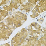 Immunohistochemistry - Anti-NAT8 Antibody (A15877) - Antibodies.com