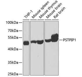 Western Blot - Anti-PSTPIP1 Antibody (A15878) - Antibodies.com