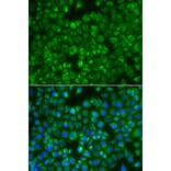 Immunofluorescence - Anti-MTMR4 Antibody (A7761) - Antibodies.com