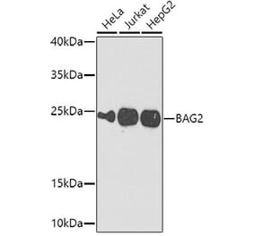 Western Blot - Anti-BAG2 Antibody (A15880) - Antibodies.com