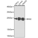 Western Blot - Anti-BAG2 Antibody (A15880) - Antibodies.com