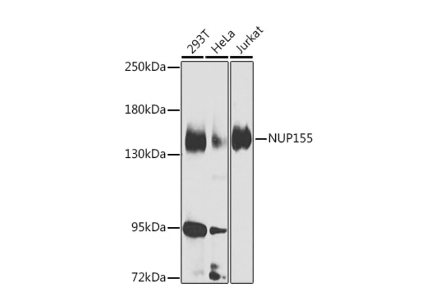 Western Blot - Anti-NUP155 Antibody (A15881) - Antibodies.com