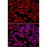 Immunofluorescence - Anti-p21-ARC/ARPC3 Antibody (A15883) - Antibodies.com