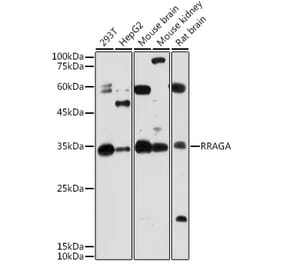 Western Blot - Anti-Rag A Antibody (A15885) - Antibodies.com