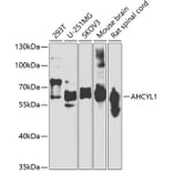 Western Blot - Anti-IRBIT Antibody (A15886) - Antibodies.com