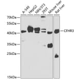 Western Blot - Anti-Complement factor H-related protein 3 Antibody (A15888) - Antibodies.com