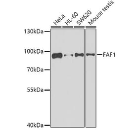 Western Blot - Anti-FAF1 Antibody (A7779) - Antibodies.com