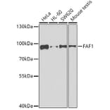 Western Blot - Anti-FAF1 Antibody (A7779) - Antibodies.com