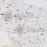 Immunohistochemistry - Anti-FAF1 Antibody (A7779) - Antibodies.com