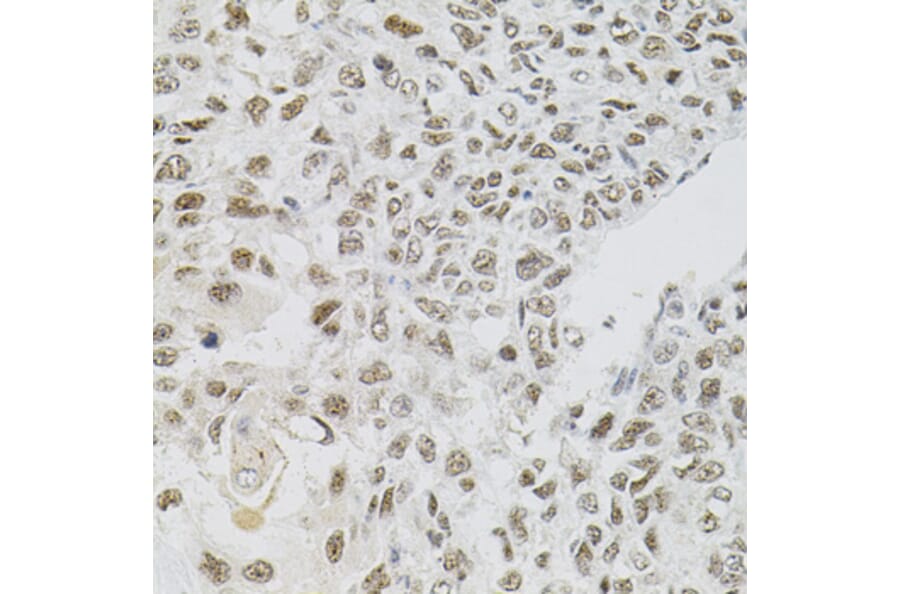 Immunohistochemistry - Anti-FAF1 Antibody (A7779) - Antibodies.com