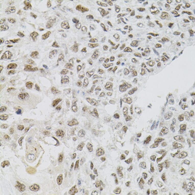 Immunohistochemistry - Anti-FAF1 Antibody (A7779) - Antibodies.com