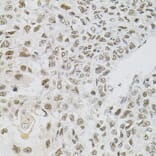 Immunohistochemistry - Anti-FAF1 Antibody (A7779) - Antibodies.com