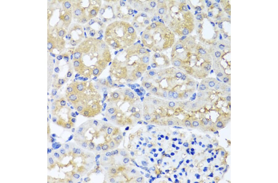 Immunohistochemistry - Anti-HARS2 Antibody (A7785) - Antibodies.com